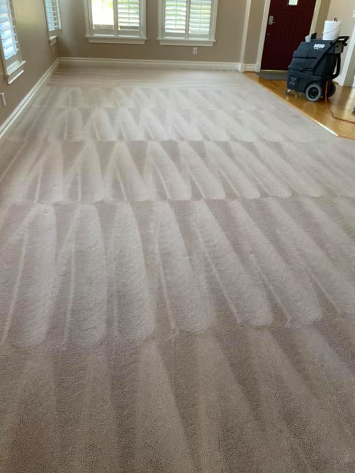 Freshly cleaned living room carpet by Kings Carpet Cleaning